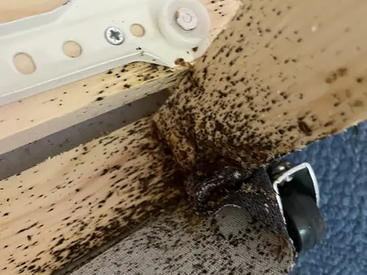 Bed bug infestation photo from a recent callout