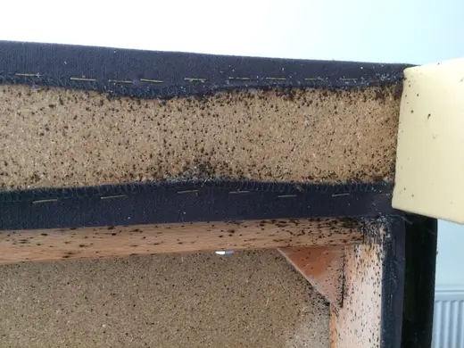 Bed bug infestation photo from a recent callout