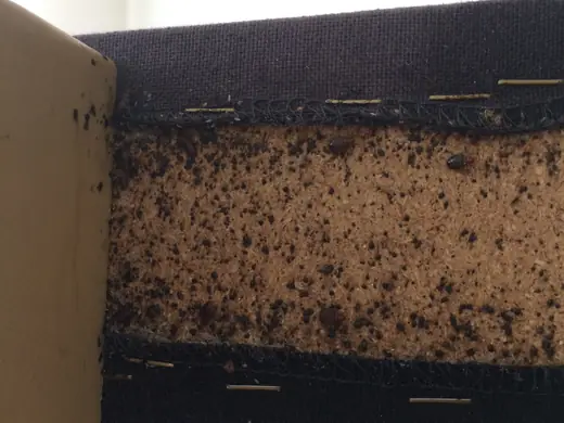 Bed bug infestation photo from a recent callout