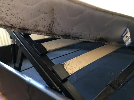 Bed bug infestation photo from a recent callout
