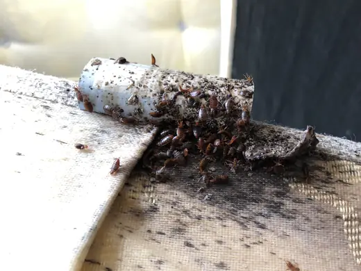 Bed bug infestation photo from a recent callout