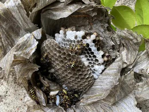 Wasp nest photo from a recent callout