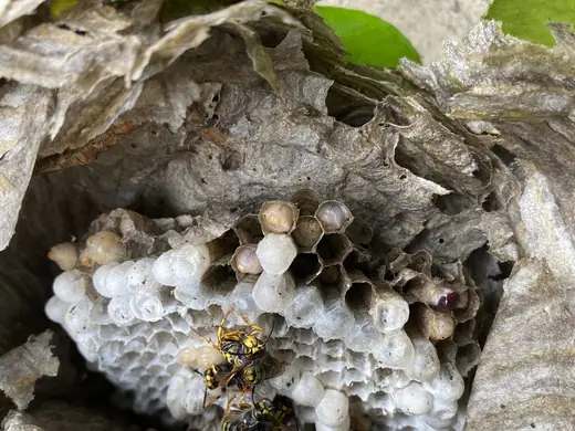 Wasp nest photo from a recent callout