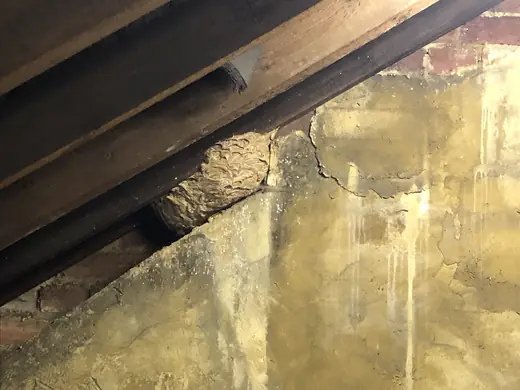 Wasp nest photo from a recent callout
