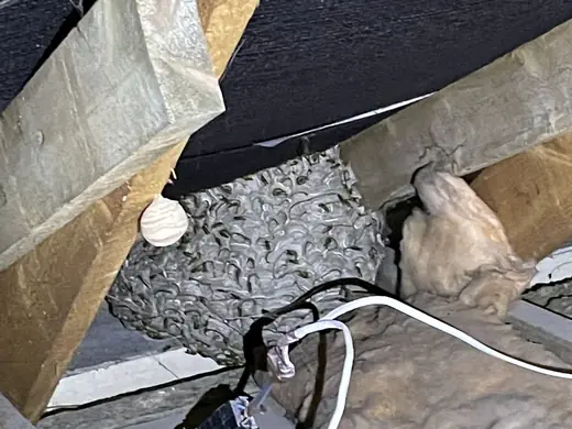 Wasp nest photo from a recent callout
